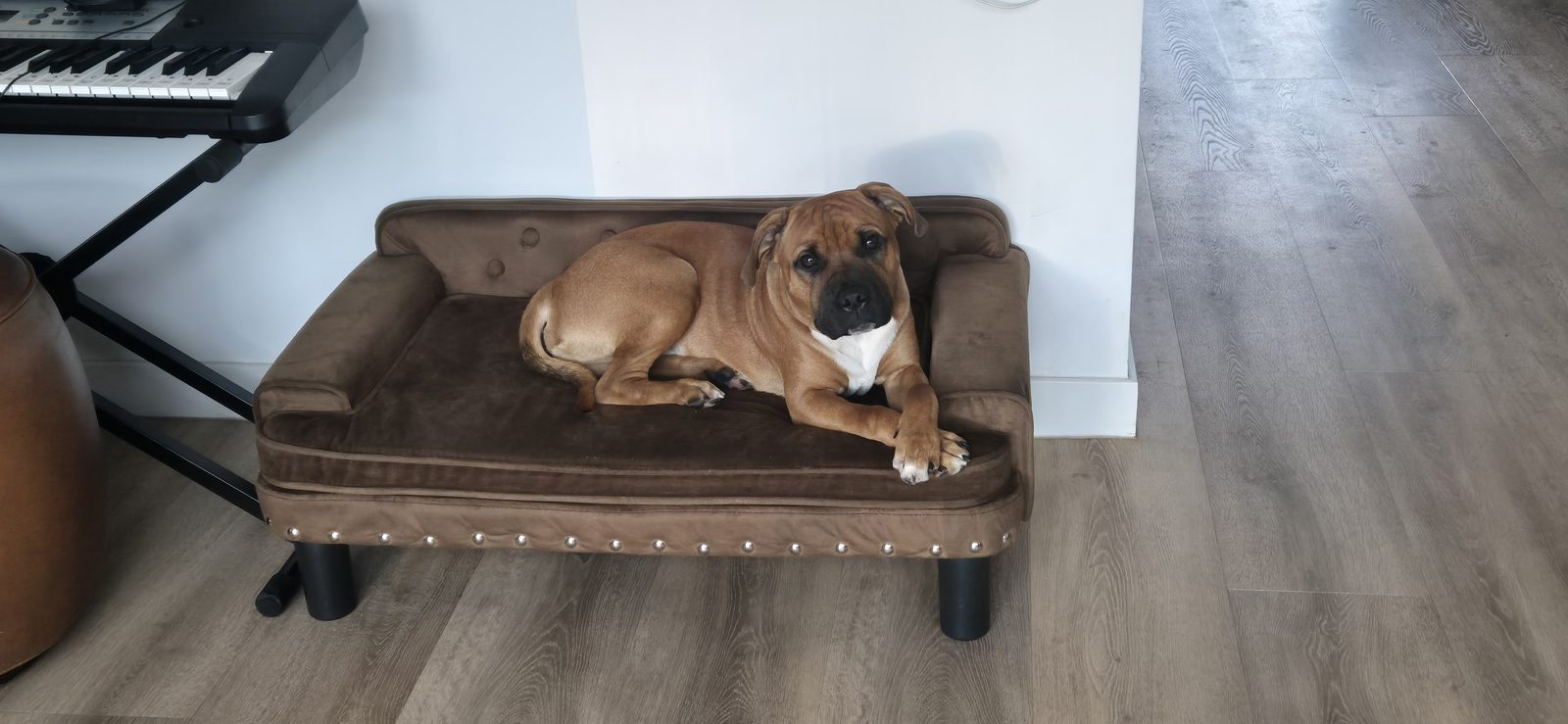 Tybo — regal portrait
